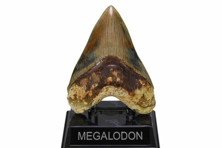 Serrated, Colorful, Fossil Megalodon Tooth - Indonesia #279217